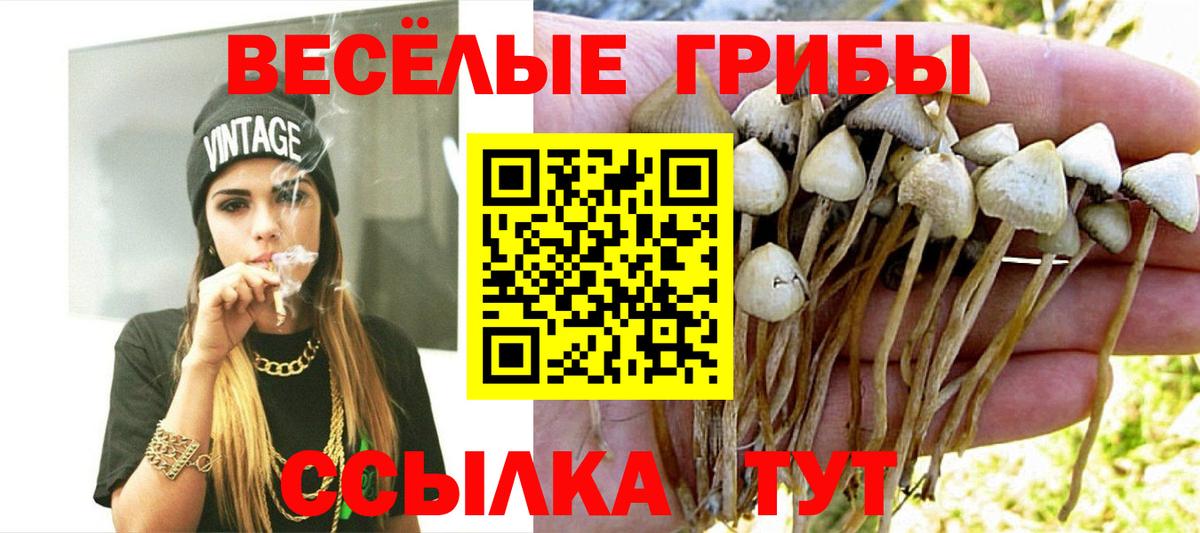 Кингисепп  Псилоцибиновые грибы прущие грибы  Псилоцибиновые грибы ЛСД  Вход с VPN 